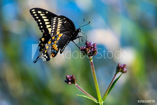 Picture of Swallowtail butterfly sitting on a flower